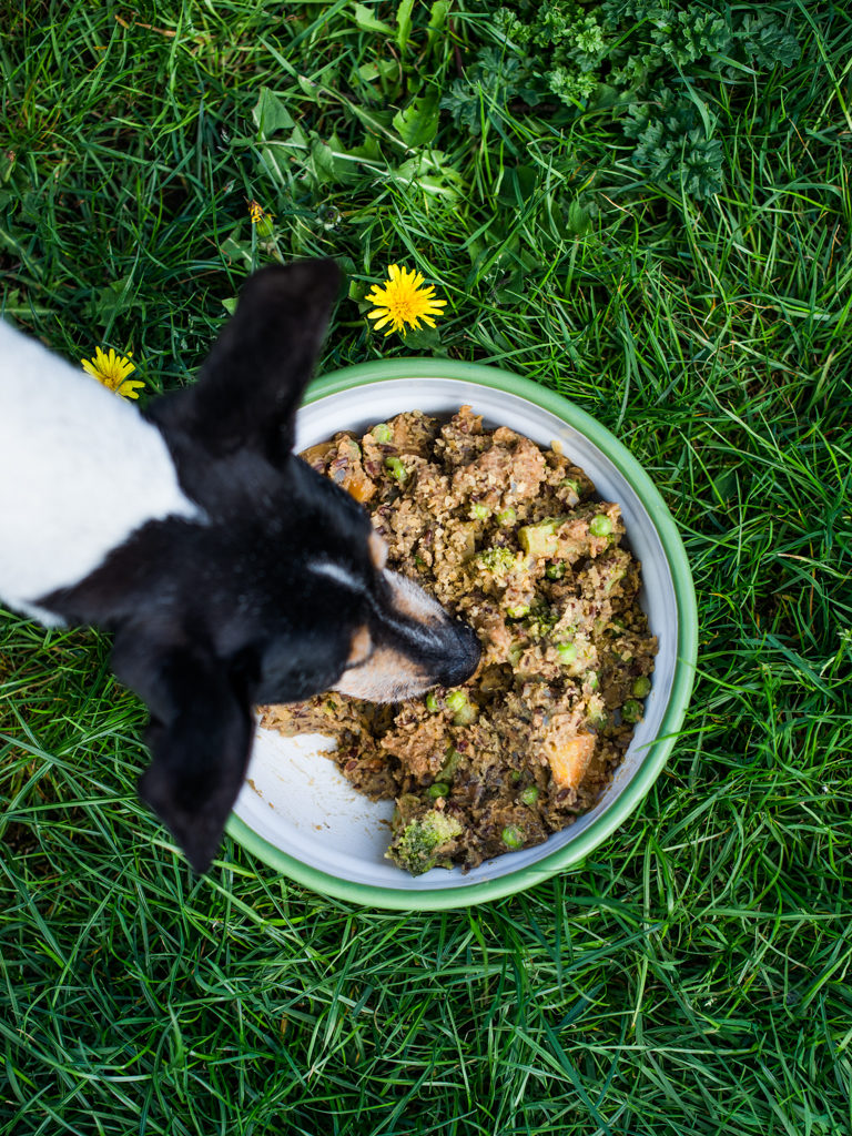 Dog eating plants Idea